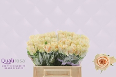 Rosa Charmant 35cm