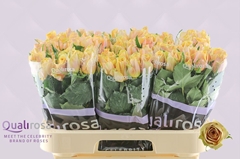 Rosa Golden Mustard 60cm