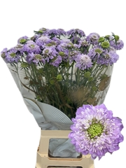 Scabiosa Dark Lavender Bon Bon Scoop 60cm