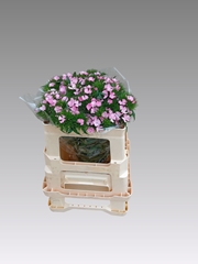 Dianthus Barb Sweet Will Pink 50cm