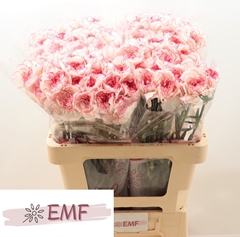 Dianthus Single Pastel Damascus 60cm