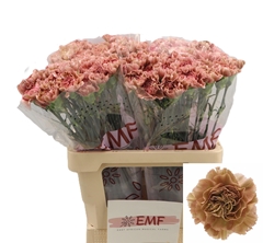 Dianthus Single Miss Marble 60cm