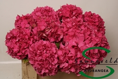 Hydrangea Glowing Alps 50cm 11-13cm Hd