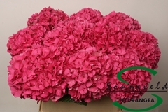 Hydrangea Glowing Alps 80cm 15-17cm Hd
