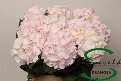 Hydrangea Sweet Verena 60cm 8-10cm Hd