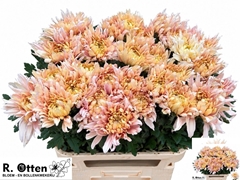 Chrysanth Single Avignon Champa 80cm 110gr.