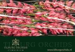 Cymbidium Gerry 80cm