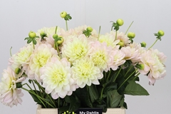 Dahlia Diana's Memory 40cm