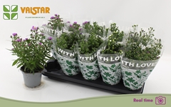 Aster Starletta Mix 12Ø 25cm