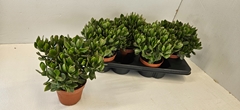 Crassula Sunset 13Ø 27cm