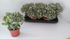 Crassula 13Ø 27cm
