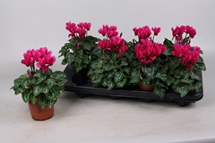 Cyclamen Super Serie Verano 10Ø 20cm