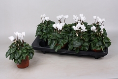 Cyclamen Super Serie Verano 10Ø 20cm
