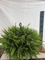 Nephrolepis Green Lady 27Ø 55cm