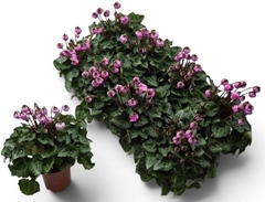 Cyclamen Windbell 10Ø 20cm