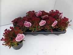 Crassula Schmidtii 13Ø 20cm
