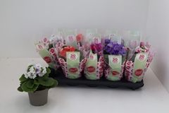 Primula Sweet Kisses Amore Mix 12Ø 25cm