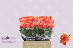 Rosa España@ 40cm