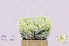 Rosa Countdown! 40cm