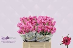 Rosa Deep Purple 40cm