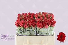 Rosa Madam Red 50cm