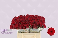 Rosa Monte Carlo 35cm