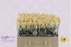 Rosa Quicksand 50cm