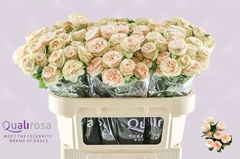 Rosa Spray Gentle Trendsetter 70cm 4+