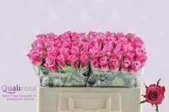 Rosa Deep Purple 50cm