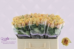 Rosa Golden Mustard 50cm