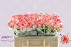 Rosa Jumilia 50cm