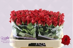 Rosa Madam Red 60cm