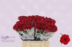 Rosa Monte Carlo 40cm