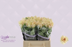Rosa Quicksand 40cm