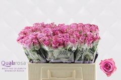 Rosa Thriller 50cm