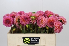 Dahlia Pink Runner 50cm