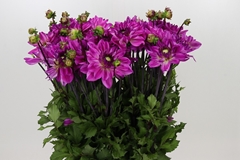 Dahlia Ravelli 55cm