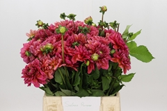 Dahlia Salmon Runner 40cm
