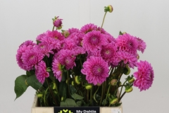 Dahlia Sandra 40cm