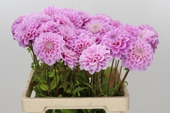 Dahlia Sweet Love 60cm