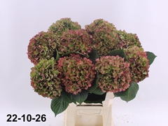 Hydrangea Glowing Alps Classic 60cm 15-17cm Hd