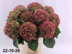 Hydrangea Elbtal Classic 70cm 19-21cm Hd