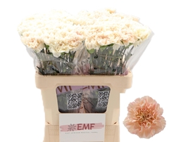 Dianthus Single Peach Tea+ 60cm