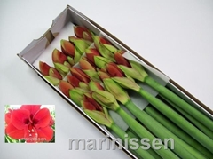 Hippeastrum Ferrari 75cm