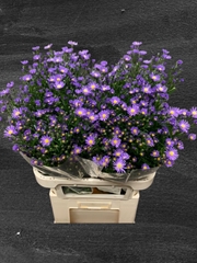 Aster Casamare 85cm 30gr.