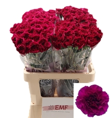 Dianthus Single Yukari Violet 65cm