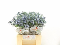 Eryngium Planum Magical Blue Lagoon 45cm