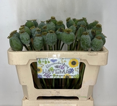 Papaver Somniferum Seedbox 50cm
