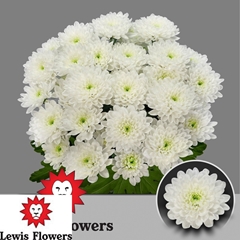 Chrysanth Spray Altaj 70cm 105gr.