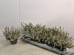 Calluna Callu Nova Arcticwhite 10Ø 20cm